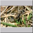 Stylops melittae - Faecherfluegler m13 5mm an Andrena vaga.jpg